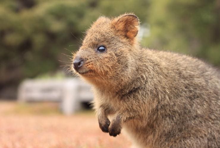 西澳州羅特尼斯島的短尾矮袋鼠©澳洲旅遊局