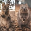 西澳州羅特尼斯島的短尾矮袋鼠©James Vodicka