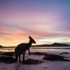 西澳（WA）勒格蘭德角國家公園（Cape Le Grand National Park）幸運灣（Lucky Bay）袋鼠（Kangaroo）©西澳旅遊局
