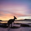 西澳（WA）勒格蘭德角國家公園（Cape Le Grand National Park）幸運灣（Lucky Bay）袋鼠（Kangaroo）©西澳旅遊局