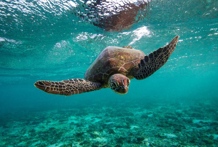 昆士蘭州南大堡礁伊利特女士島生態度假村的綠海龜©伊利特女士島生態度假村