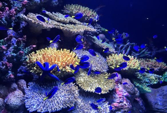 昆士蘭州開恩茲（Cairns）的開恩茲水族館©開恩茲水族館