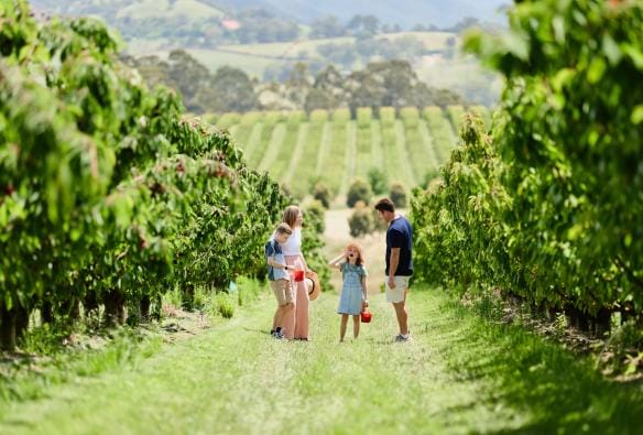 一家人站在維多利亞雅拉河谷（Yarra Valley）的Cherry Hill果園中，周圍長滿櫻桃樹©澳洲旅遊局