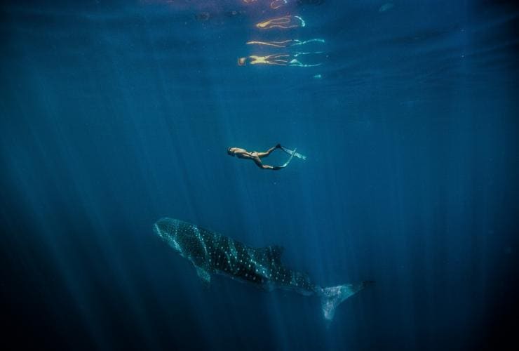 西澳州（Western Australia）寧格魯海洋公園（Ningaloo Marine Park）的鯨鯊©西澳州旅遊局