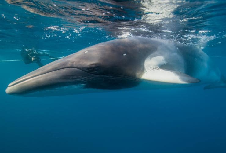 昆士蘭州開恩茲（Cairns）麥克柏爾潛水探險團（Mike Ball Dive Expeditions）的小鬚鯨©麥克柏爾潛水探險團