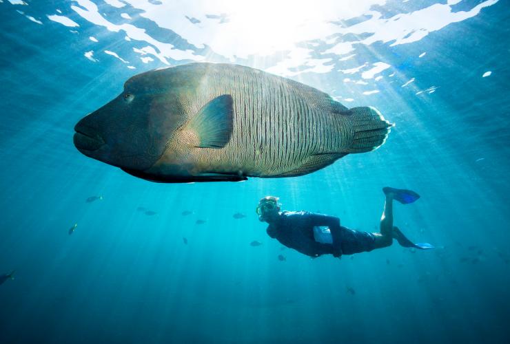 昆士蘭州大堡礁Cruise Whitsundays，一名參加者在一條大蘇眉魚旁浮潛©昆士蘭旅遊及活動推廣局