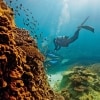 昆士蘭海龍島（Heron Island）的大堡礁©Paul Giggle，昆士蘭旅遊及活動推廣局