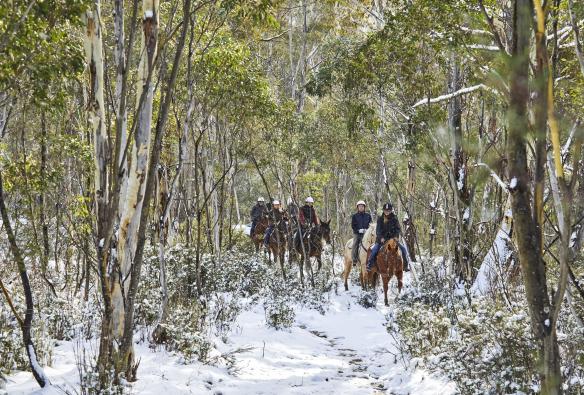 新南威爾士州大雪山上，Thredbo Valley Horse Riding導賞團團員正騎著馬穿過白雪覆蓋的叢林©澳洲旅遊局