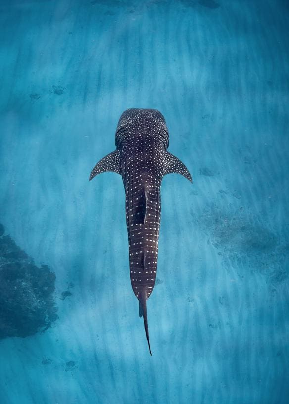 西澳州（Western Australia）薩爾薩利斯寧格魯珊瑚礁（Sal Salis Ningaloo Reef）的鯨鯊©薩爾薩利斯寧格魯珊瑚礁