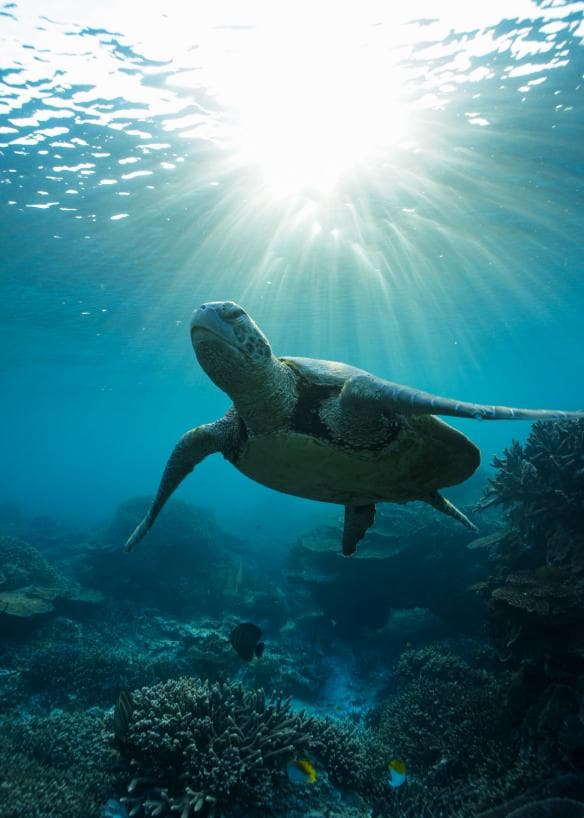 一隻海龜在昆士蘭州南大堡礁（Southern Great Barrier Reef）伊利特女士島（Lady Elliot Island）的水域中游泳©昆士蘭旅遊及活動推廣局