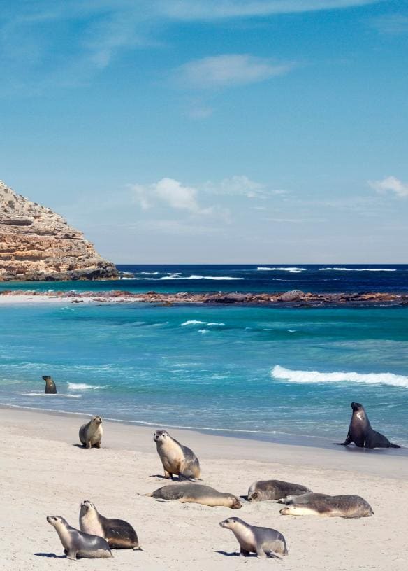 南澳州（South Australia）袋鼠島（Kangaroo Island）海豹灣保護公園（Seal Bay Conservation Park）的海豹集體躺在沙灘上©南澳州旅遊局