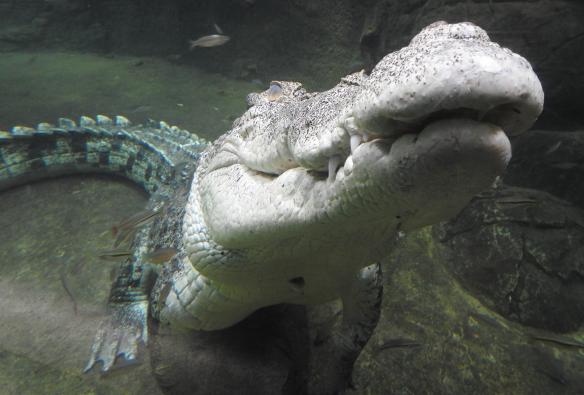 北領地貝利泉的北領地野生動物公園內，把頭抬得高高的鱷魚的特寫鏡頭©北領地野生動物公園