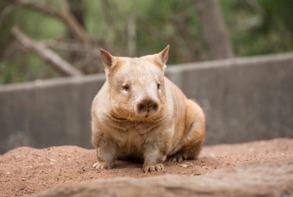 南澳州阿德萊德山克萊蘭德野生動物公園內，一隻坐在地上的袋熊©澳洲旅遊局