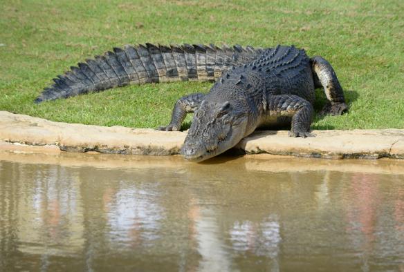 昆士蘭州畢爾瓦澳洲動物園內，一隻大鹹水鱷魚躺在圍場內池水旁©Ben Beaden/澳洲動物園