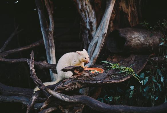 塔斯曼尼亞布萊頓的波諾朗野生動物保護區內，一隻坐在樹枝上的金黃色袋貂正在進食©澳洲旅遊局