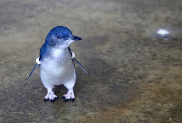 維多利亞州墨爾本動物園內一隻站著的小企鵝©墨爾本動物園