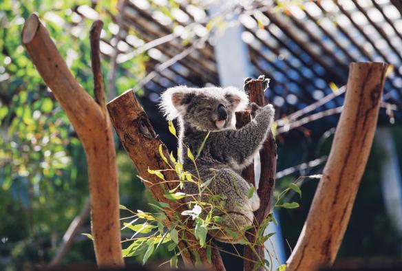 新南威爾士州悉尼塔龍加動物園內，一隻坐在樹枝上睡眼惺忪的樹熊©新南威爾士州旅遊局