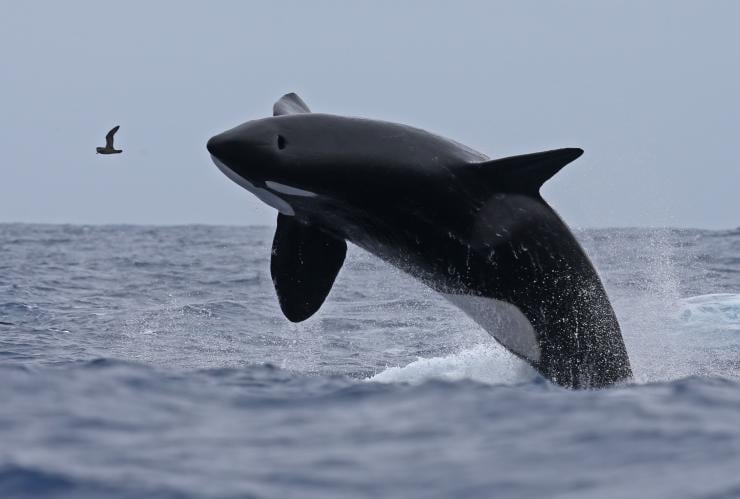 西澳州（Western Australia）布雷默峽谷（Bremer Canyon）的Naturaliste Charters殺人鯨觀賞體驗©Naturaliste Charters