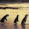 維多利亞（VIC）菲利普島自然公園（Phillip Island Nature Park）小企鵝（Little penguins）©菲利普島自然公園