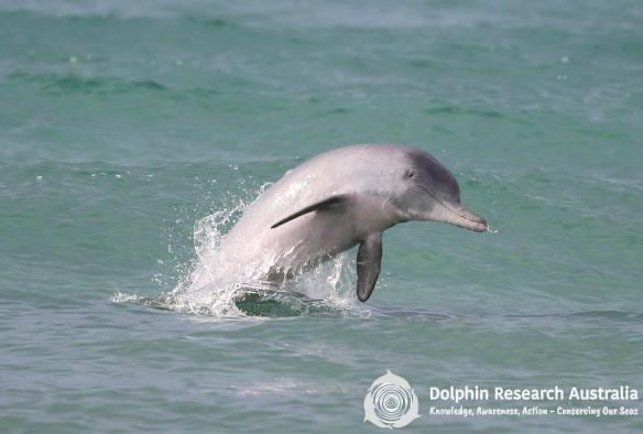 昆士蘭摩頓灣海豚研究探險行程期間一隻海豚自海中躍起©Dolphin Research Australia