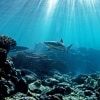鯊魚在昆士蘭州伊利特女士島附近珊瑚礁上游泳©James Vodicka