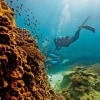 昆士蘭海龍島（Heron Island）的大堡礁©Paul Giggle，昆士蘭旅遊及活動推廣局