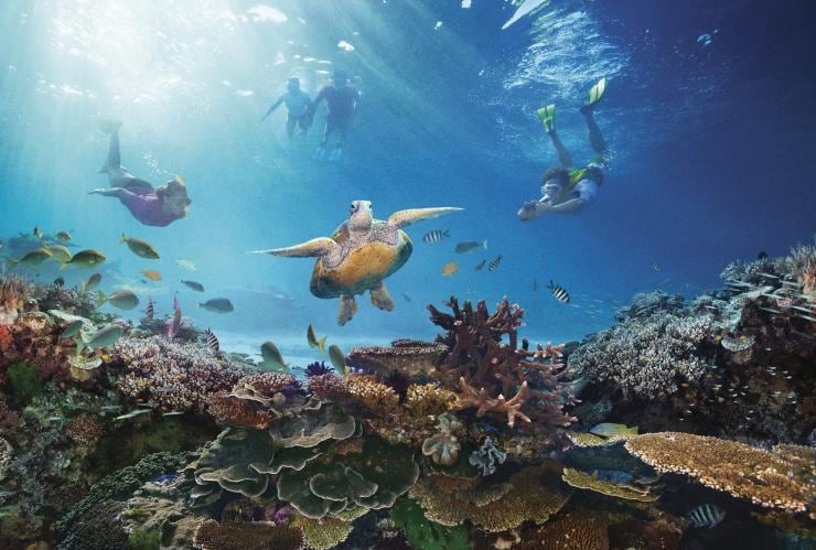 昆士蘭州大堡礁的海龜©澳洲旅遊局