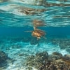 昆士蘭州大堡礁伊利特女士島的海龜©昆士蘭旅遊及活動推廣局