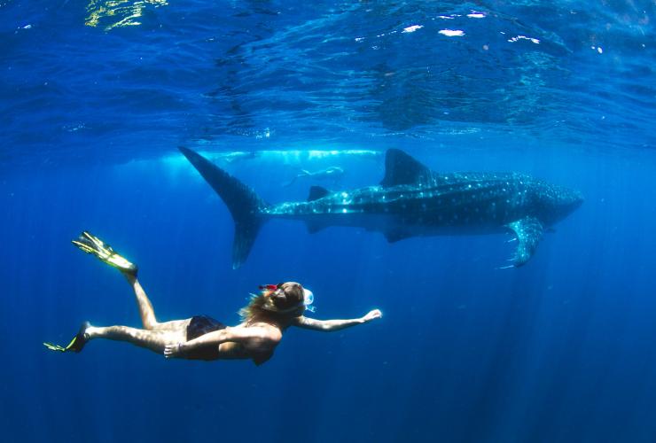 西澳州埃克斯茅斯寧格魯（Ningaloo）的鯨鯊©Violeta Jahnel Brosig/Blue Media Exmouth