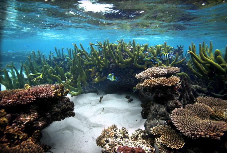 西澳州寧格魯海洋公園的珊瑚灣©澳洲珊瑚海岸