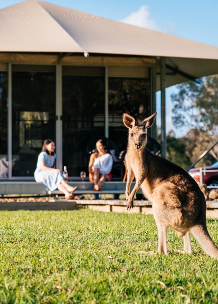 昆士蘭州努沙的努沙原生態營地©昆士蘭旅遊及活動推廣局
