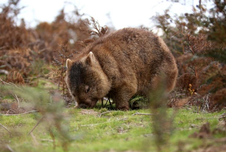 塔斯曼尼亞奈然特普國家公園的袋熊©澳洲旅遊局