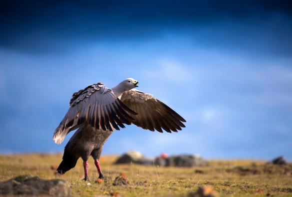塔斯曼尼亞瑪利亞島一隻芭綸角鵝（Cape Barren Goose）站在草地上並伸開兩翼©塔斯曼尼亞旅遊局/Rob Burnett