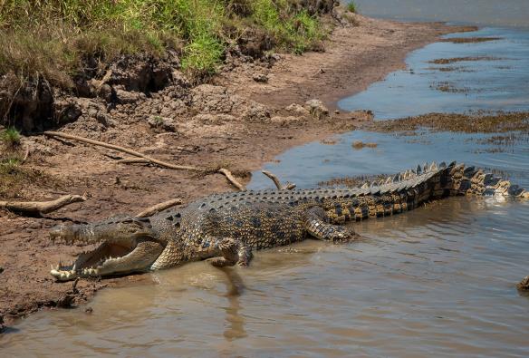 在北領地馬勒凱Corroboree Billabong Wetland Cruises遊船之旅上看到的鱷魚©Edwin Lais/澳洲旅遊局