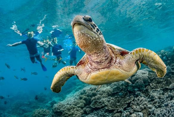 昆士蘭州大堡礁的Sunlover Reef Cruises©昆士蘭旅遊及活動推廣局