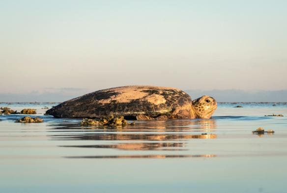 昆士蘭州海龍島的海龜©James Vodicka