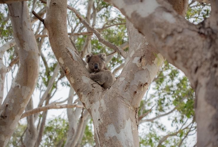 南澳州袋鼠島的袋鼠島野生動物公園©Alana Jayne Elgazzar