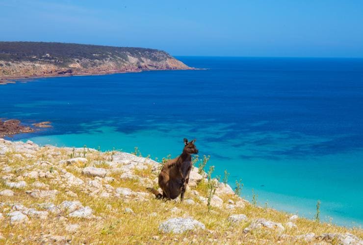 南澳州（South Australia）袋鼠島的斯托克斯灣©南澳州旅遊局