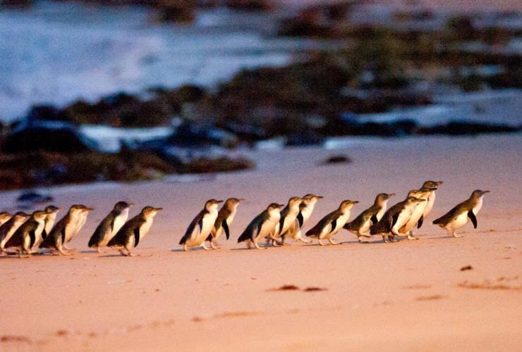 維多利亞州菲利普島的企鵝歸巢©澳洲旅遊局