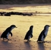 維多利亞（VIC）菲利普島自然公園（Phillip Island Nature Park）小企鵝（Little penguins）©菲利普島自然公園