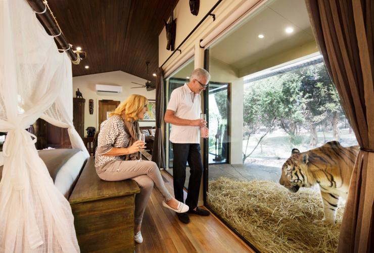 澳洲首都領地坎培拉Jamala Wildlife Lodge旅館中一對情侶在房間內呷飲香檳，同時觀賞窗子附近一頭老虎©國家動物園及水族館