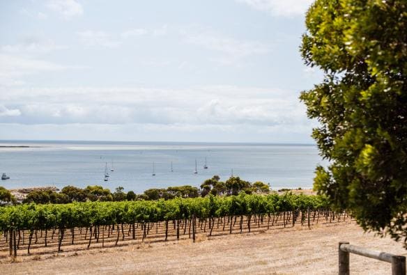 南澳州袋鼠島（Kangaroo Island）的Bay of Shoals Wines©南澳州旅遊局
