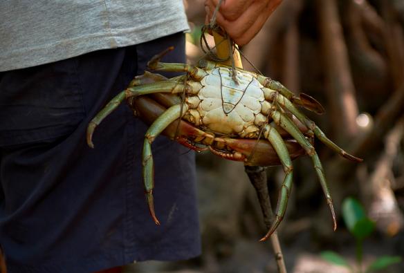 昆士蘭州戴恩樹雨林短程流浪文化冒險之旅的捉泥蟹活動©昆士蘭旅遊及活動推廣局