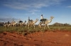 北領地（NT）紅土中心（Red Centre）的騎駱駝之旅©北領地旅遊局