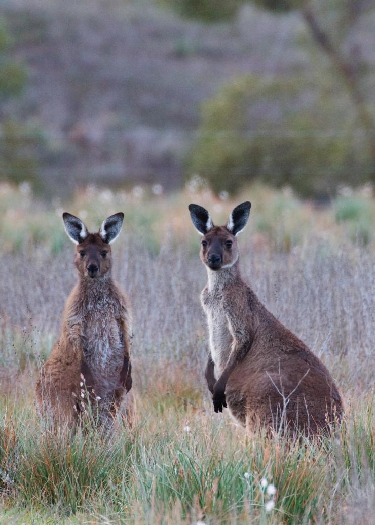 南澳州費蓮達山脈（Flinders Ranges）的阿卡巴徒步之旅（The Arkaba Walk）©Wild Bush Luxury