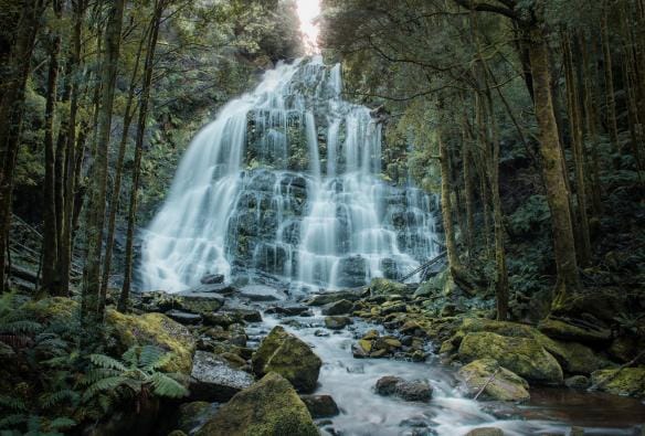 塔斯曼尼亞佛蘭克林戈登原野河國家公園（Franklin-Gordon Wild Rivers National Park）的尼爾遜瀑布（Nelson Falls）沿著岩壁流瀉而下，周圍樹林密佈©Jess Bonde