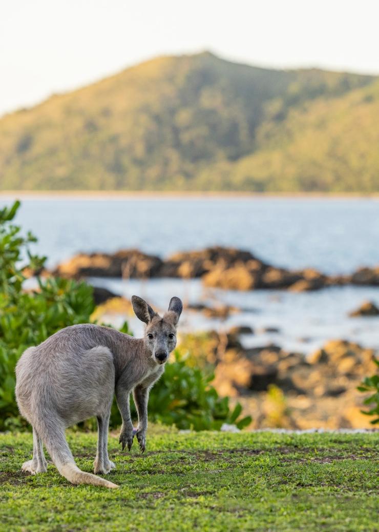 昆士蘭州大堡礁的白日夢島度假村（Daydream Island Resort）©昆士蘭旅遊及活動推廣局
