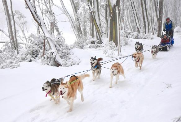 在維多利亞州高地區賀騰山參加Howling Huskys的雪橇狗拉車之旅©Howling Huskys的雪橇狗拉車之旅