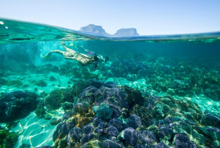 一名女士在新南威爾士州豪勳爵島的湛藍水域和珊瑚礁中浮潛©新南威爾士州旅遊局/Trevor King