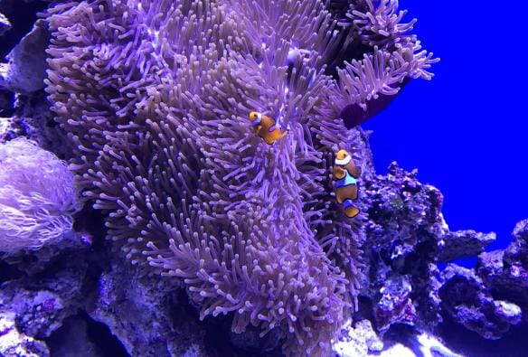 昆士蘭州開恩茲的開恩茲水族館內，小丑魚在海葵中游動©開恩茲水族館